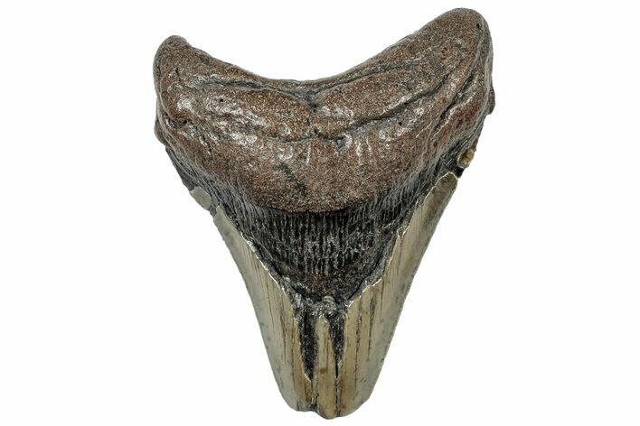 Bargain, Fossil Megalodon Tooth - Serrated Blade #307292